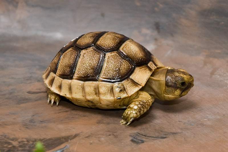 tortoise001.jpg