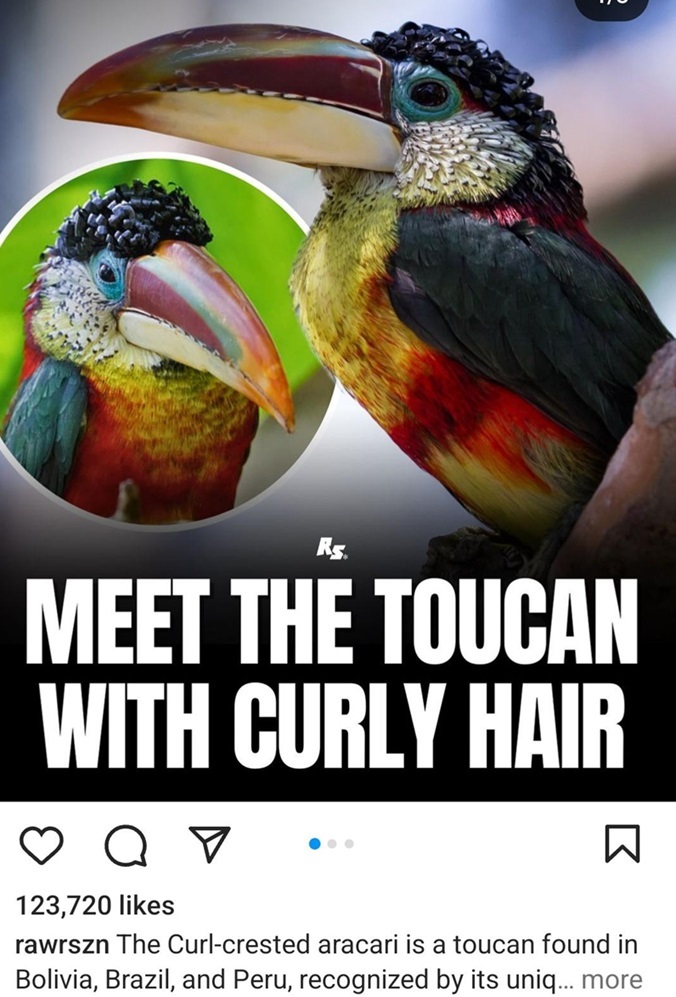 Toucan amzing.jpg
