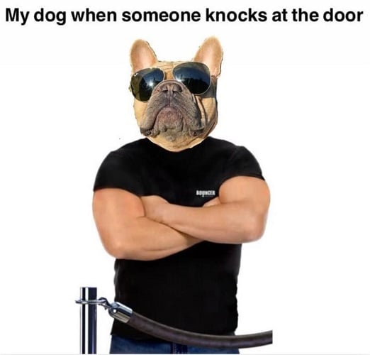 tough dog.jpg