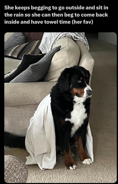 towel dog.jpg