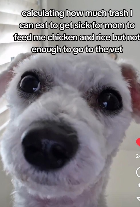trash dog.jpg