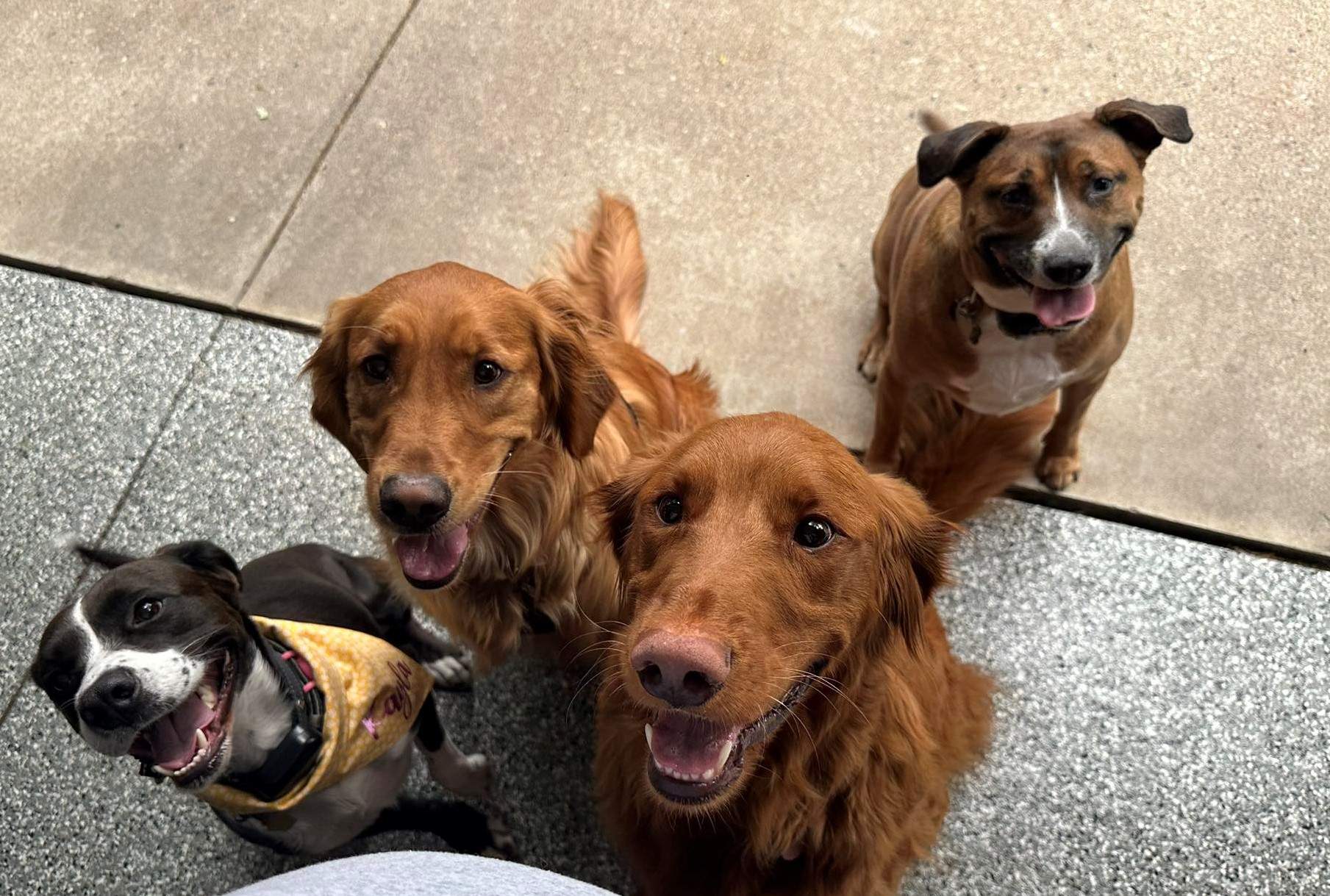treats.jpg
