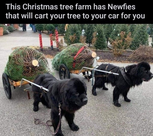 tree dogs.jpg