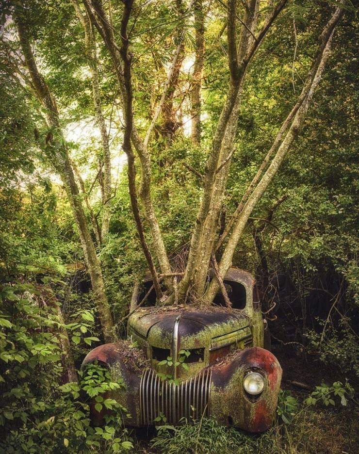 tree eats car.jpg