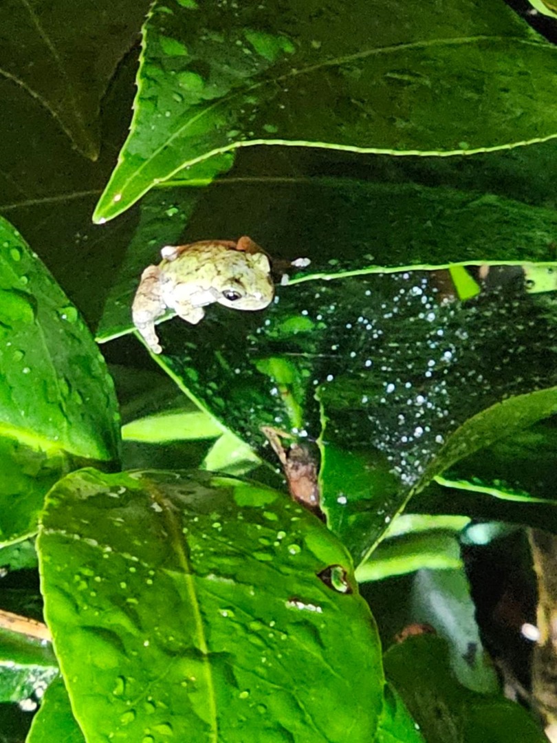 tree frog pic 8 24.jpg