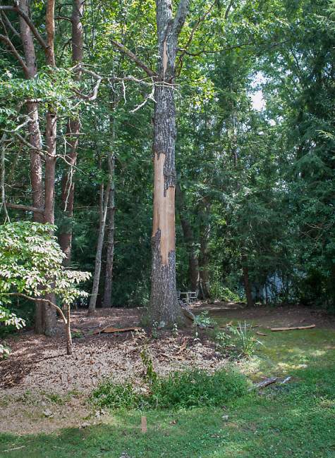 tree.jpg