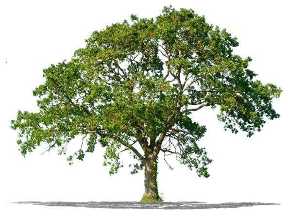 tree.jpg