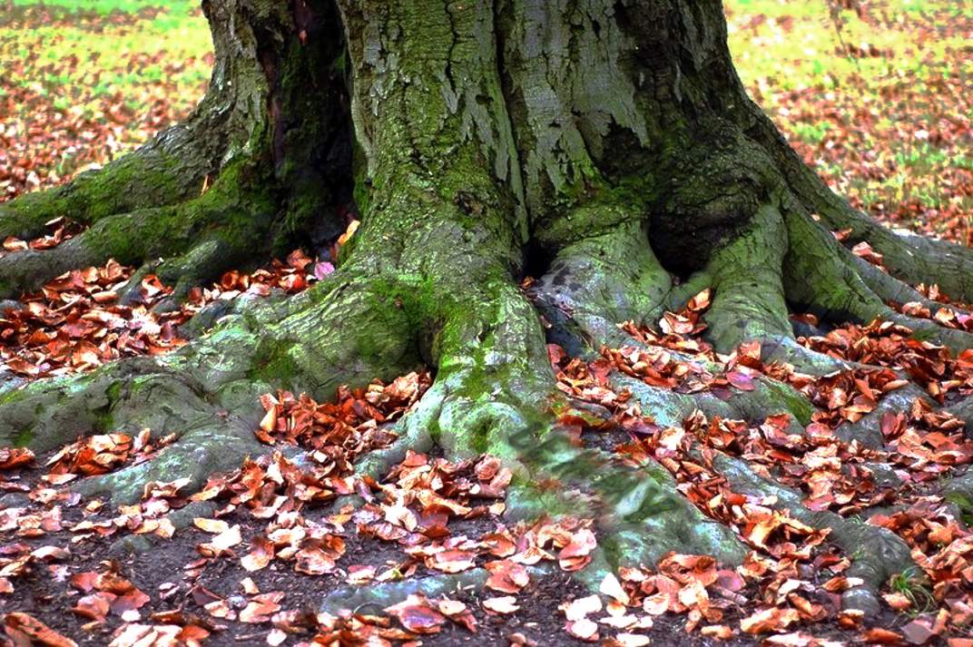 tree  of rock.jpg