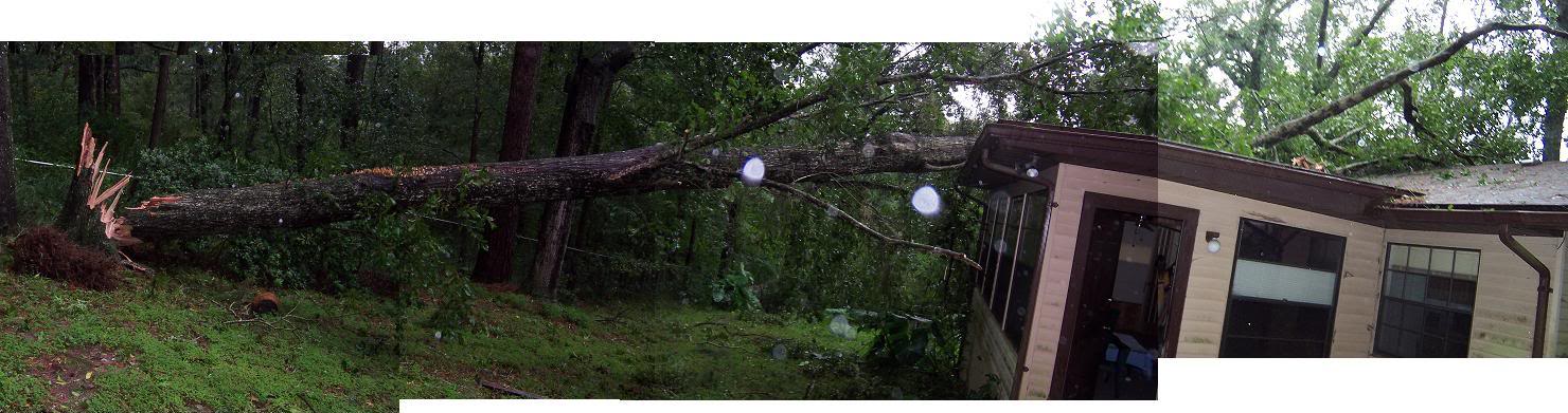 Treecomposite.jpg