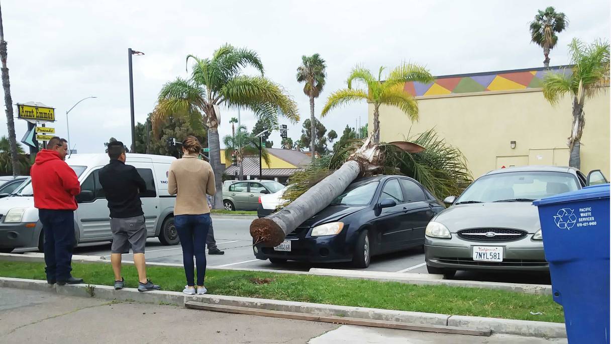 treecv-off-e-street1.jpg