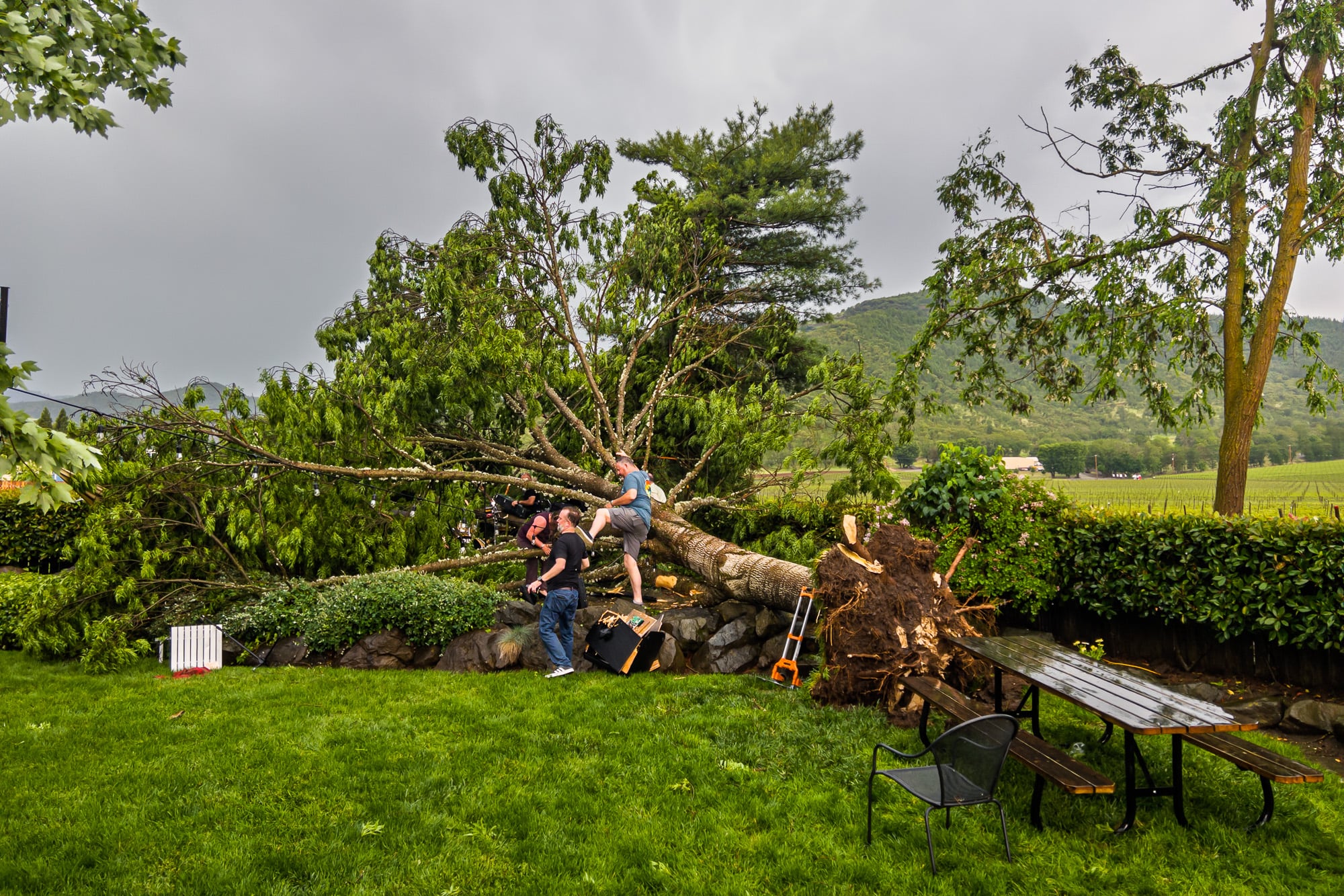 TreeFAIL-2.jpg