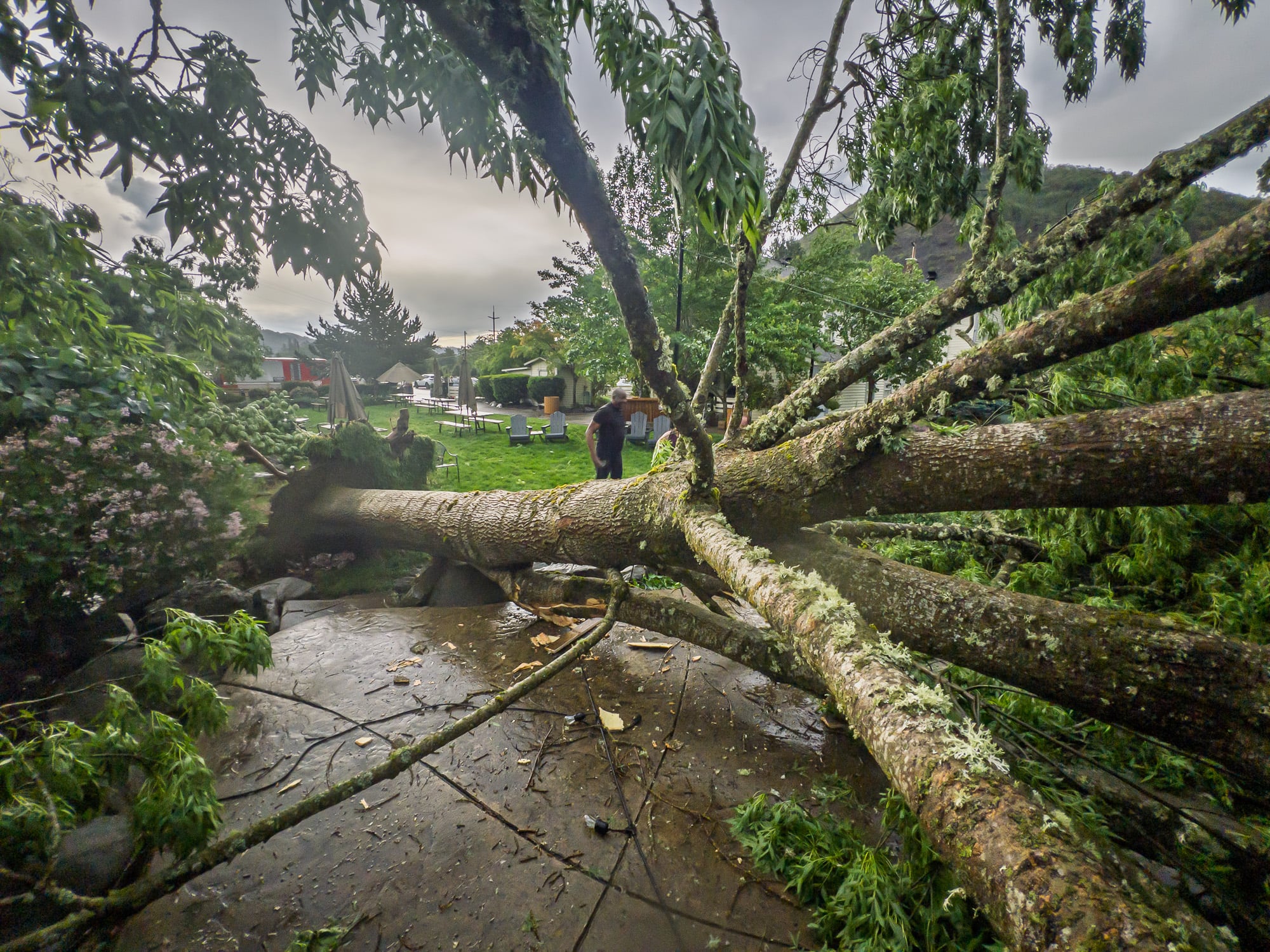 TreeFAIL-3.jpg