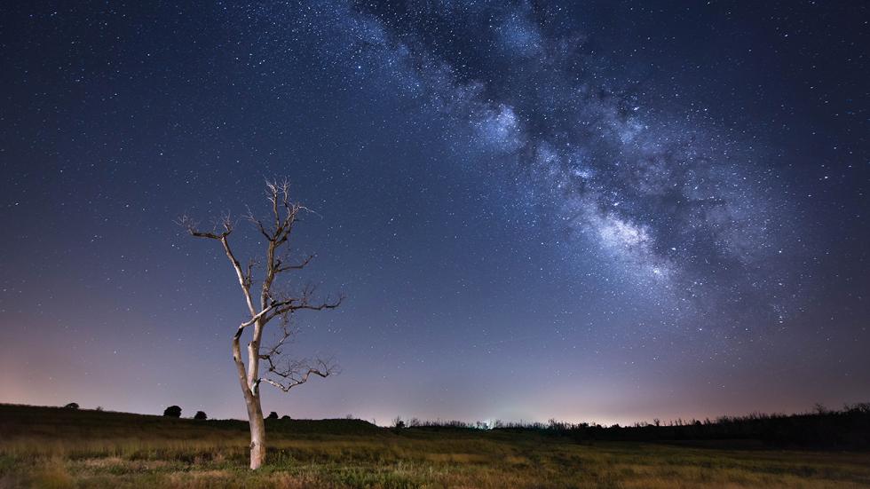 treeofthenightkaylenelarge.jpg