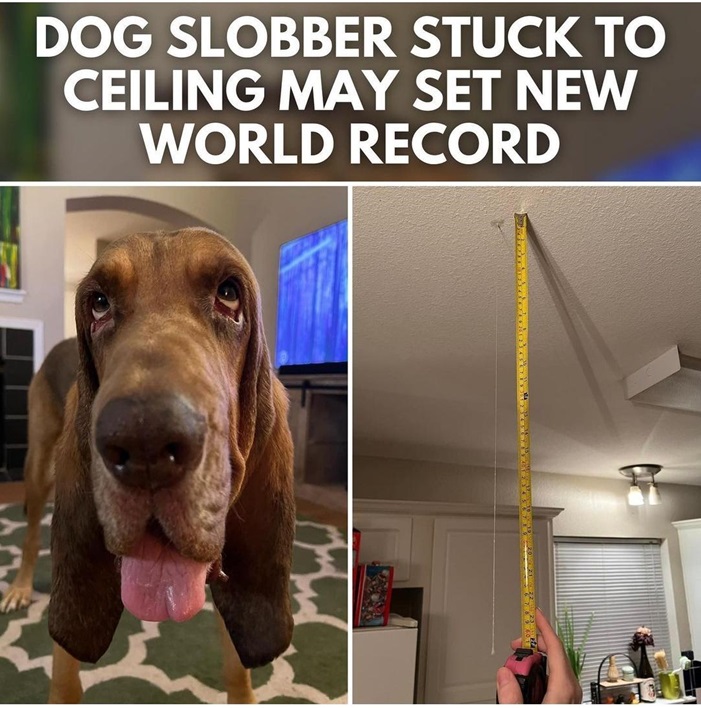 tremble dog.jpg