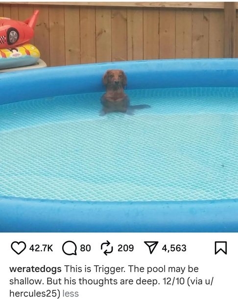 trigger dog.jpg