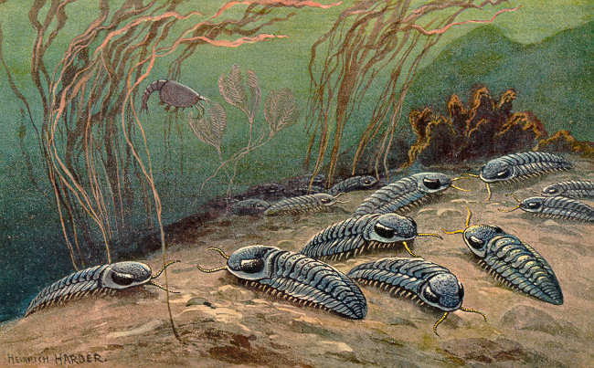 trilobite.jpg