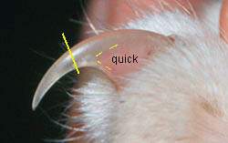 trimmingclaws_img11.jpg