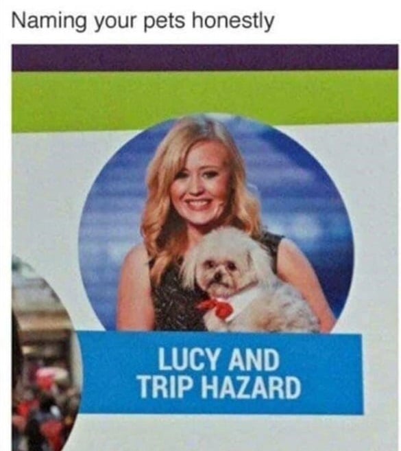 trip dog.jpg