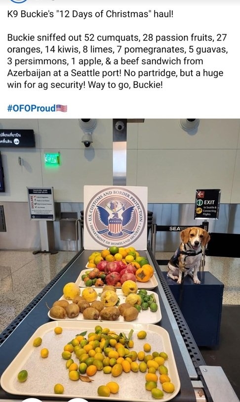 TSA dog.jpg