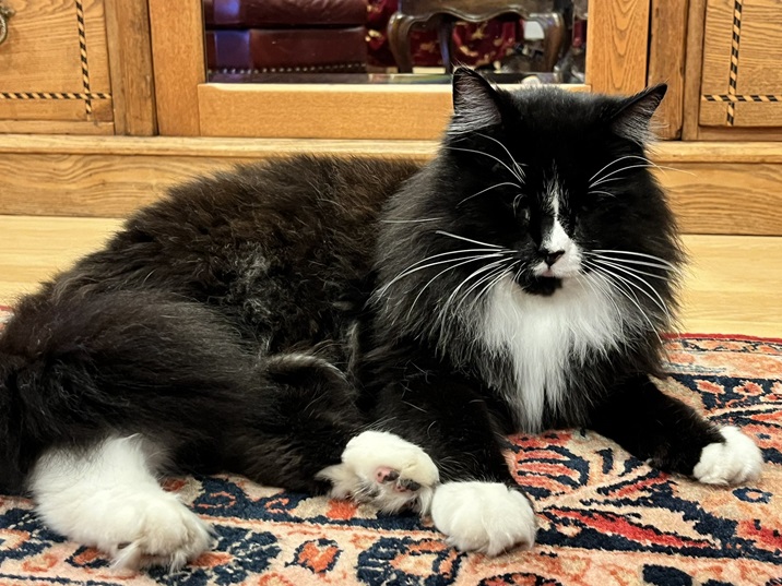 tu cat rug.jpg