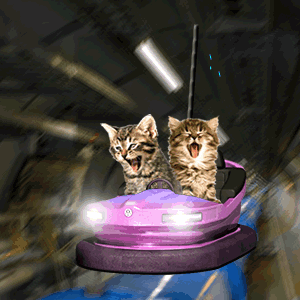 tube-kitties.gif