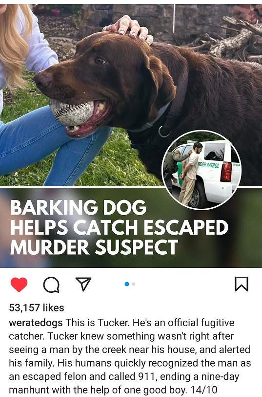 Tucker dog.jpg