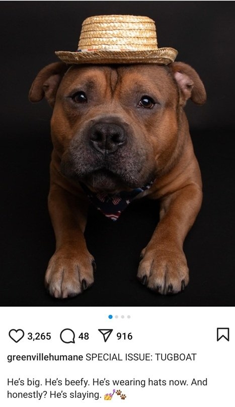 tugboat dog.jpg
