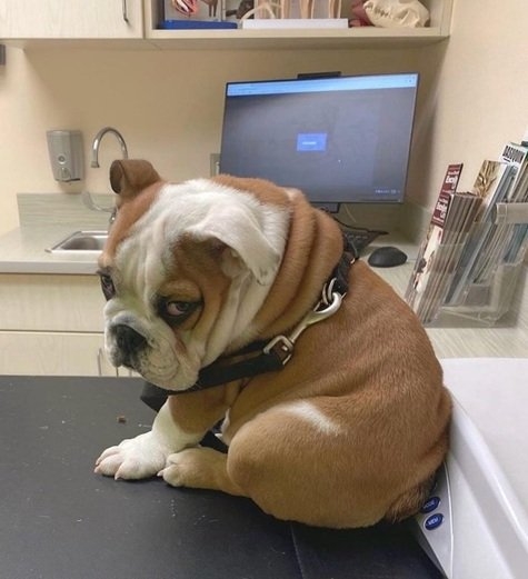 Tuna dog.jpg