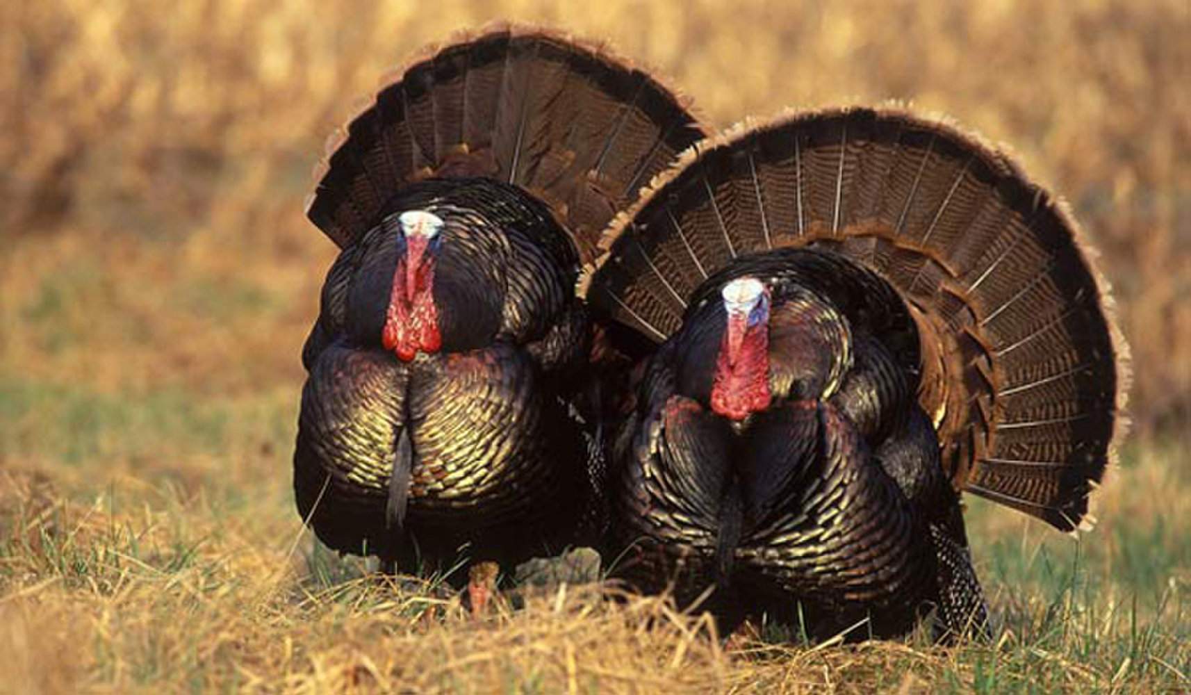 turkey.jpg