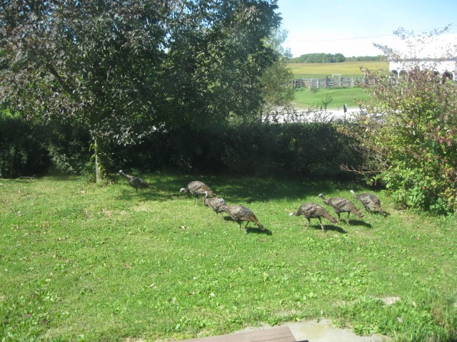 turkeys.jpg