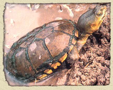 turtle%20mud%20turtle%20bg.jpg