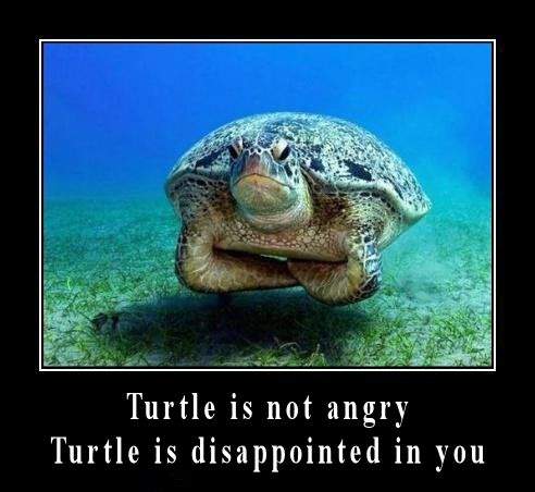 Turtle Disappointment 2.jpg