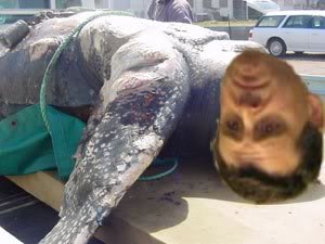 turtle.jpg