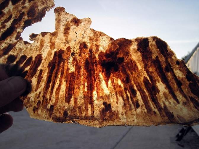 turtle shell fragment.JPG