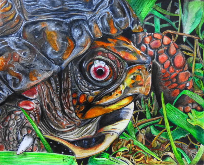 turtle001.jpg