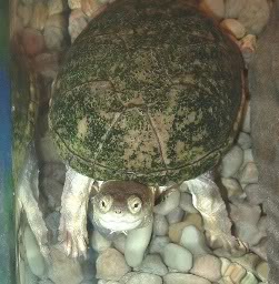 turtle2.jpg
