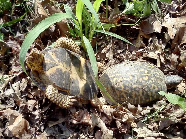 turts.jpg