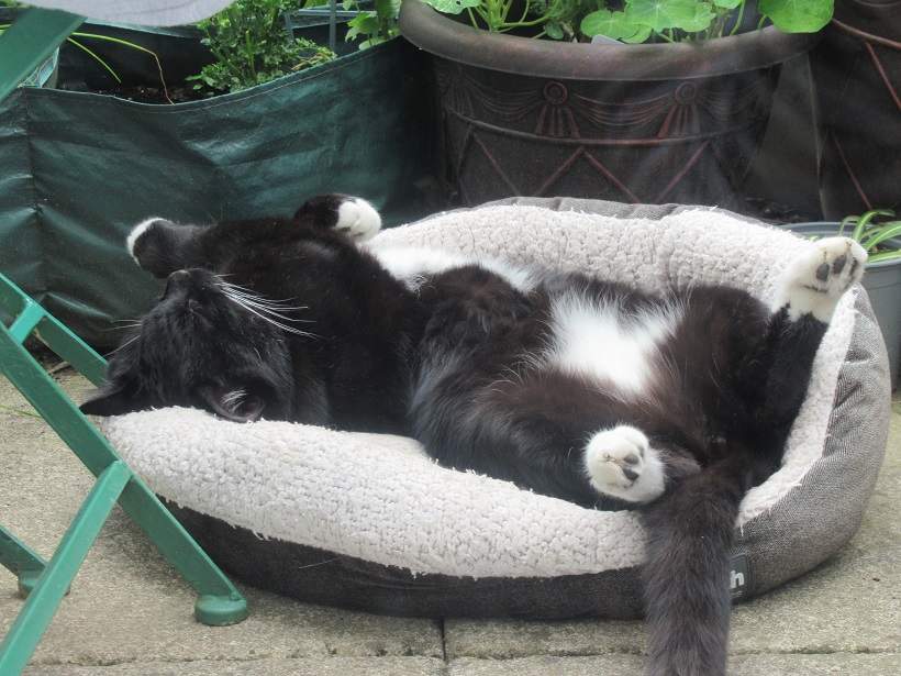 tux cat bed.jpg