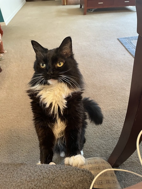 tux cat.jpg