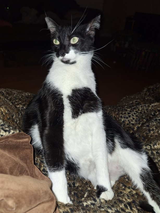 tux cat.jpg