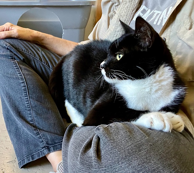 tux cat lap.jpg