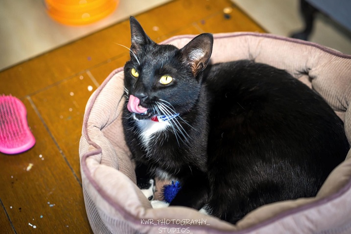 tux cat lick.jpg