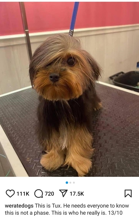tux dog.jpg