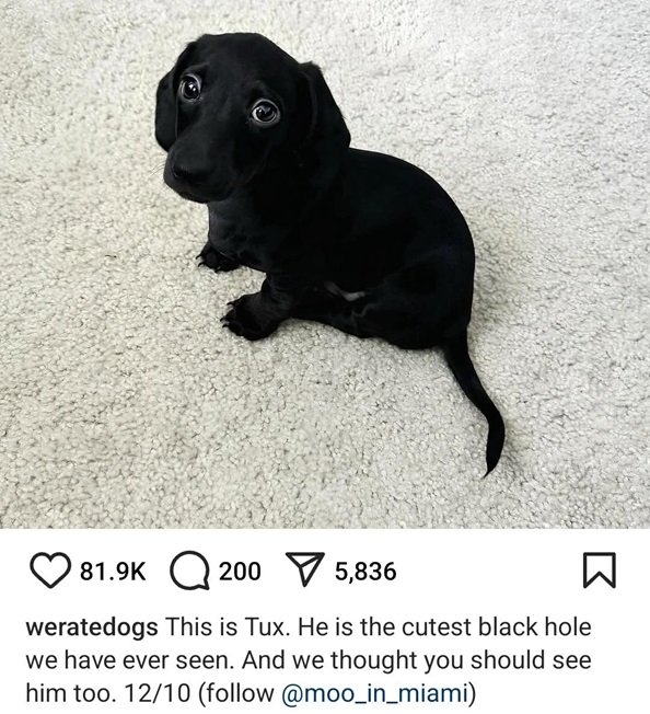 tux dog.jpg