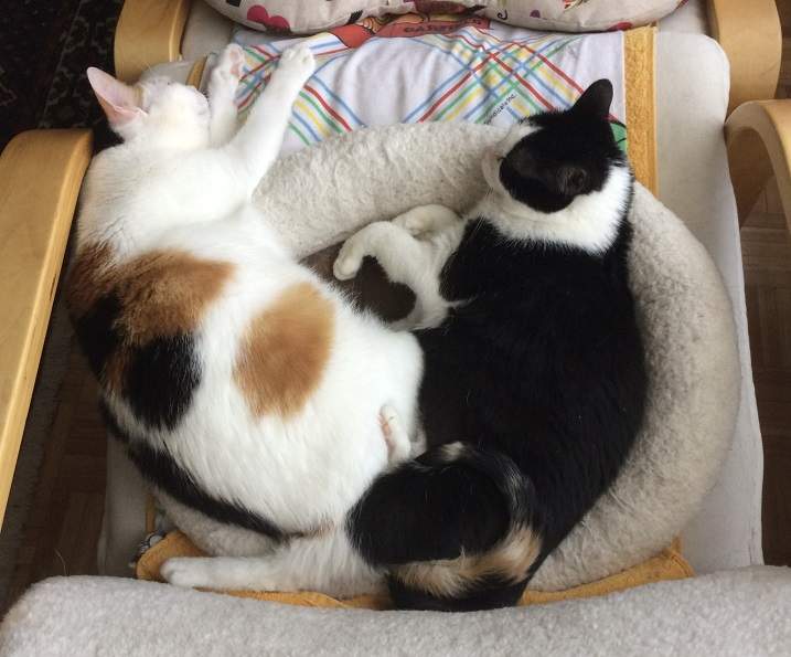two cat hug.jpg