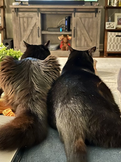 two cats back.jpg