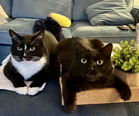 two cats front.jpg