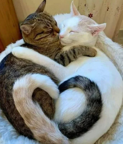 Two cats, one.png