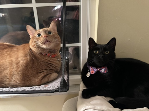 two cats orng blk.jpg