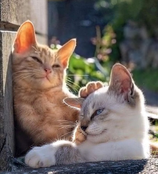 two cats sun.jpg